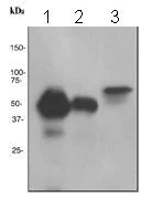 Western blot - Anti-CD14 antibody [EPR3653] (AB133335)