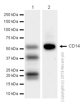 Western blot - Anti-CD14 antibody [EPR3653] (AB133335)