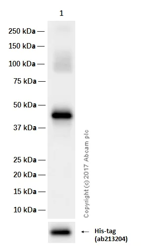Western blot - Anti-CD14 antibody [EPR3653] (AB133335)