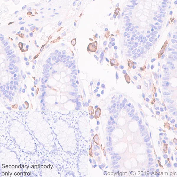 Immunohistochemistry (Formalin/PFA-fixed paraffin-embedded sections) - Anti-CD14 antibody [EPR3653] - BSA and Azide free (AB226121)