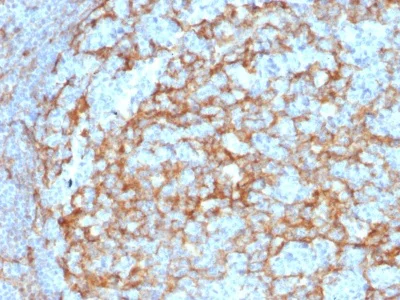 Immunohistochemistry (Formalin/PFA-fixed paraffin-embedded sections) - Anti-CD14 antibody [LPSR/2385] - BSA and Azide free (AB237942)