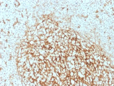 Immunohistochemistry (Formalin/PFA-fixed paraffin-embedded sections) - Anti-CD14 antibody [LPSR/2386] - BSA and Azide free (AB237943)