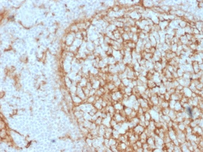 Immunohistochemistry (Formalin/PFA-fixed paraffin-embedded sections) - Anti-CD14 antibody [LPSR/2397] - BSA and Azide free (AB237944)