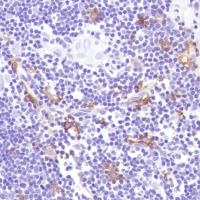 Immunohistochemistry (Formalin/PFA-fixed paraffin-embedded sections) - Anti-CD14 antibody [SP192] - BSA and Azide free (AB230903), expandable thumbnail