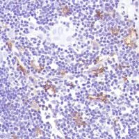 Immunohistochemistry (Formalin/PFA-fixed paraffin-embedded sections) - Anti-CD14 antibody [SP192] - BSA and Azide free (AB230903)