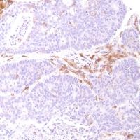 Immunohistochemistry (Formalin/PFA-fixed paraffin-embedded sections) - Anti-CD14 antibody [SP192] - BSA and Azide free (ab230903), expandable thumbnail