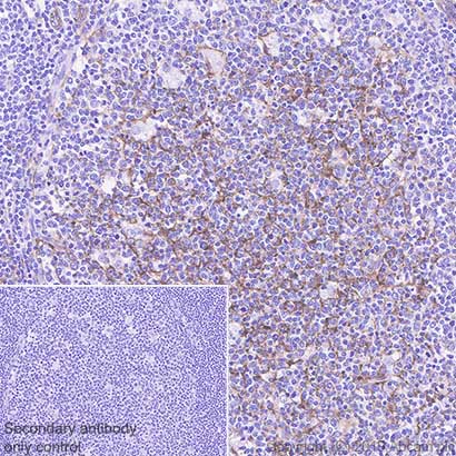 Immunohistochemistry (Formalin/PFA-fixed paraffin-embedded sections) - Anti-CD14 antibody [SP192] - BSA and Azide free (AB230903), expandable thumbnail