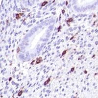 Immunohistochemistry (Formalin/PFA-fixed paraffin-embedded sections) - Anti-CD14 antibody [SP192] - BSA and Azide free (ab230903), expandable thumbnail