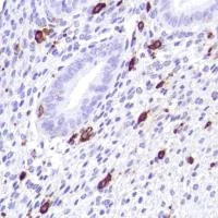 Immunohistochemistry (Formalin/PFA-fixed paraffin-embedded sections) - Anti-CD14 antibody [SP192] - BSA and Azide free (AB230903)
