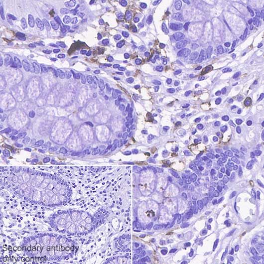 Immunohistochemistry (Formalin/PFA-fixed paraffin-embedded sections) - Anti-CD14 antibody [SP192] - BSA and Azide free (AB230903), expandable thumbnail