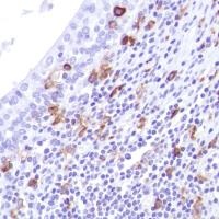 Immunohistochemistry (Formalin/PFA-fixed paraffin-embedded sections) - Anti-CD14 antibody [SP192] - BSA and Azide free (ab230903), expandable thumbnail