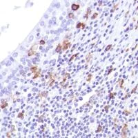 Immunohistochemistry (Formalin/PFA-fixed paraffin-embedded sections) - Anti-CD14 antibody [SP192] - BSA and Azide free (AB230903)