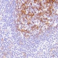 Immunohistochemistry (Formalin/PFA-fixed paraffin-embedded sections) - Anti-CD14 antibody [SP192] - BSA and Azide free (ab230903), expandable thumbnail