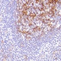 Immunohistochemistry (Formalin/PFA-fixed paraffin-embedded sections) - Anti-CD14 antibody [SP192] - BSA and Azide free (AB230903)