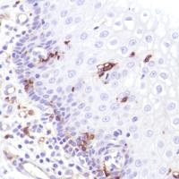 Immunohistochemistry (Formalin/PFA-fixed paraffin-embedded sections) - Anti-CD14 antibody [SP192] - BSA and Azide free (ab230903), expandable thumbnail
