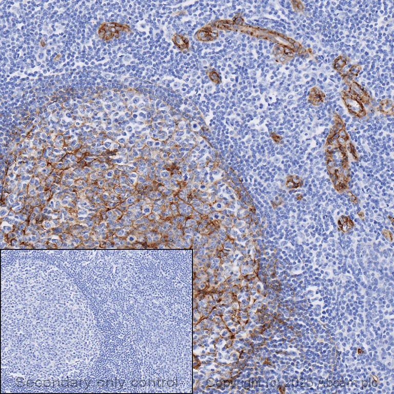 Immunohistochemistry (Formalin/PFA-fixed paraffin-embedded sections) - Anti-CD146 antibody [EPR3208] (AB75769)