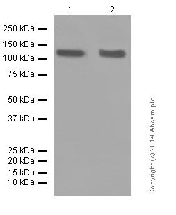 Western blot - Anti-CD146 antibody [EPR3208] (AB75769)