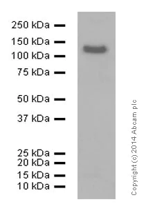 Western blot - Anti-CD146 antibody [EPR3208] (AB75769)