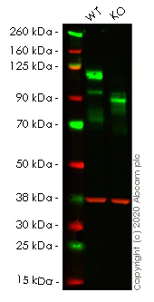 Western blot - Anti-CD146 antibody [EPR3208] (AB75769)
