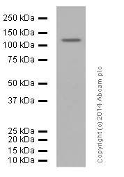 Western blot - Anti-CD146 antibody [EPR3208] (AB75769)