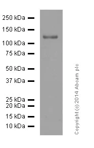 Western blot - Anti-CD146 antibody [EPR3208] (AB75769)