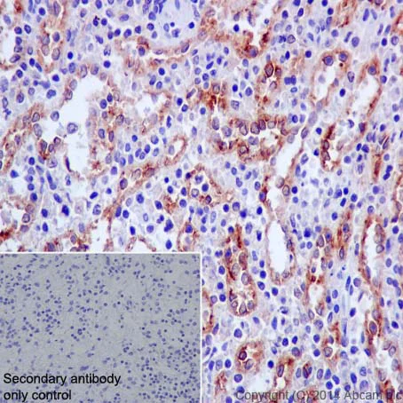 Immunohistochemistry (Formalin/PFA-fixed paraffin-embedded sections) - Anti-CD146 antibody [EPR3208] - BSA and Azide free (AB210072)