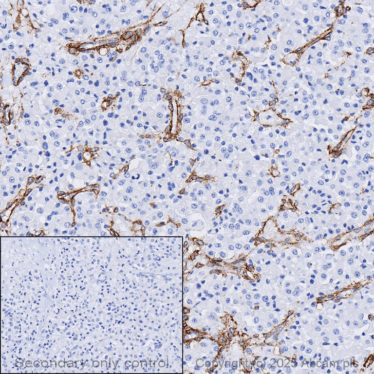 Immunohistochemistry (Formalin/PFA-fixed paraffin-embedded sections) - Anti-CD146 antibody [EPR3208] - BSA and Azide free (AB210072)