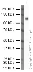 Western blot - Anti-CD146 antibody [P1H12] (AB24577)