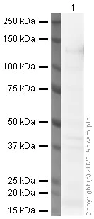 Western blot - Anti-CD146 antibody [P1H12] (AB24577)