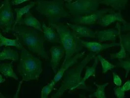 Immunocytochemistry/ Immunofluorescence - Anti-CD147 antibody [10E10] (AB230921)