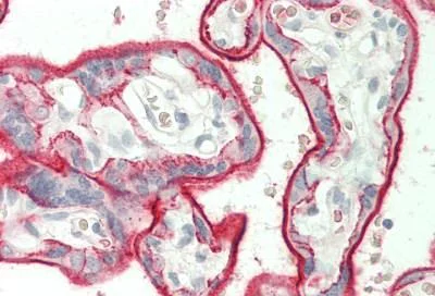 Immunohistochemistry (Formalin/PFA-fixed paraffin-embedded sections) - Anti-CD147 antibody [10E10] (AB230921)