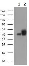 Western blot - Anti-CD147 antibody [10E10] (AB230921), expandable thumbnail