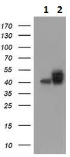 Western blot - Anti-CD147 antibody [10E10] (AB230921)