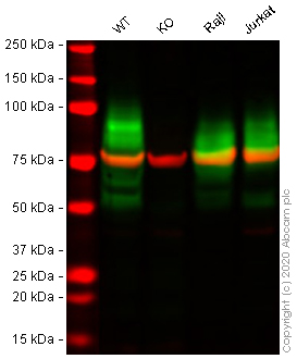 Western blot - Anti-CD147 antibody [10E10] (AB230921), expandable thumbnail
