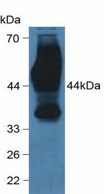 Western blot - Anti-CD147 antibody (AB232967), expandable thumbnail