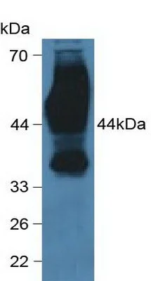 Western blot - Anti-CD147 antibody (AB232967)