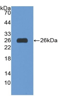 Western blot - Anti-CD147 antibody (AB232967), expandable thumbnail