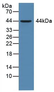Western blot - Anti-CD147 antibody (AB232991)