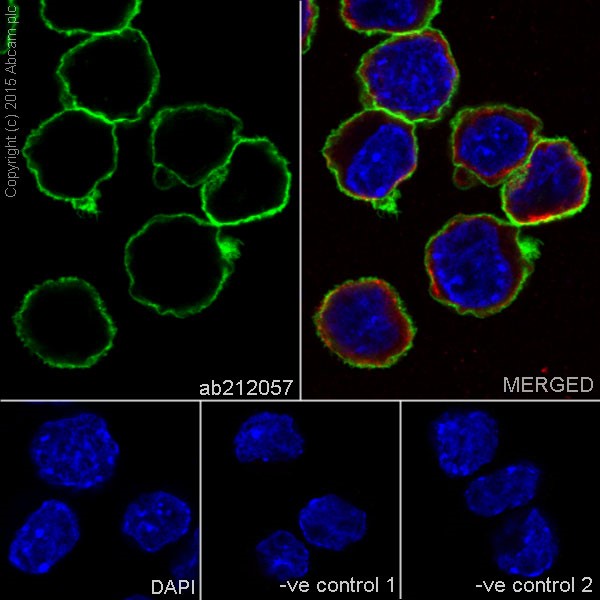 Immunocytochemistry/ Immunofluorescence - Anti-CD147 antibody [EPR18008-67] (ab212057), expandable thumbnail