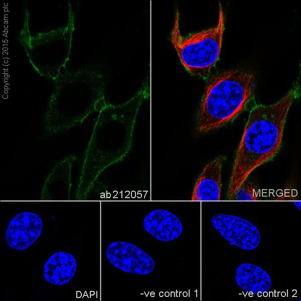 Immunocytochemistry/ Immunofluorescence - Anti-CD147 antibody [EPR18008-67] (AB212057)