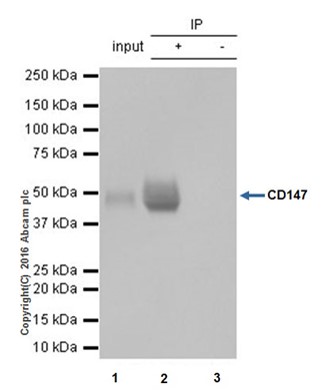 Immunoprecipitation - Anti-CD147 antibody [EPR18008-67] (ab212057), expandable thumbnail
