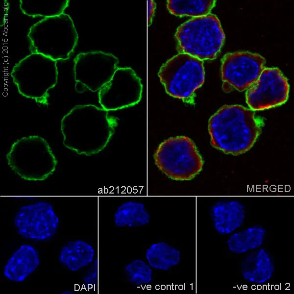 Immunocytochemistry/ Immunofluorescence - Anti-CD147 antibody [EPR18008-67] - BSA and Azide free (AB251535)