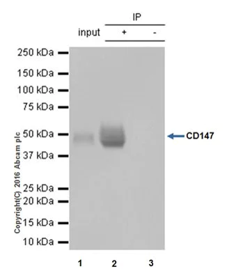 Immunoprecipitation - Anti-CD147 antibody [EPR18008-67] - BSA and Azide free (AB251535)