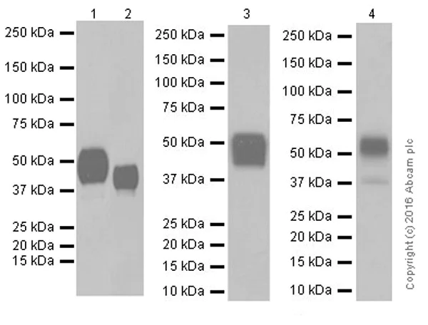 Western blot - Anti-CD147 antibody [EPR18008-67] - BSA and Azide free (AB251535)