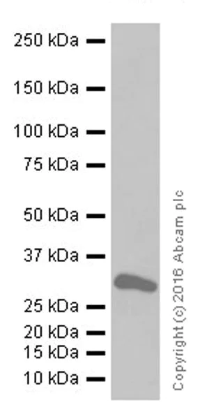 Western blot - Anti-CD147 antibody [EPR18008-67] - BSA and Azide free (AB251535)