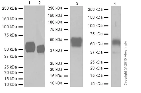 Western blot - Anti-CD147 antibody [EPR18008-8] (AB188190)