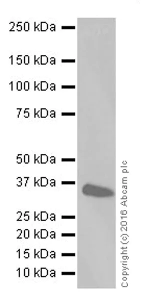 Western blot - Anti-CD147 antibody [EPR18008-8] (AB188190)