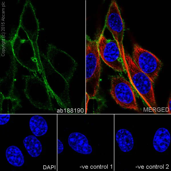 Immunocytochemistry/ Immunofluorescence - Anti-CD147 antibody [EPR18008-8] - BSA and Azide free (AB222389)