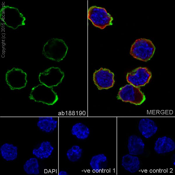Immunocytochemistry/ Immunofluorescence - Anti-CD147 antibody [EPR18008-8] - BSA and Azide free (ab222389), expandable thumbnail