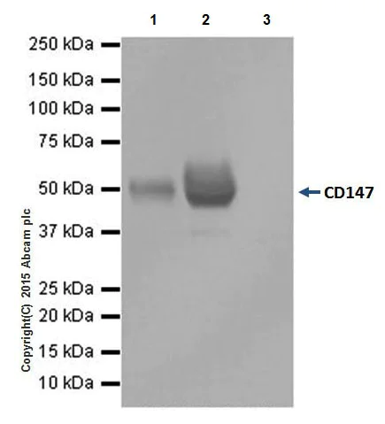 Immunoprecipitation - Anti-CD147 antibody [EPR18008-8] - BSA and Azide free (AB222389)